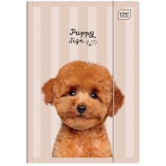 Zložka A4 lesklá Puppy Beige